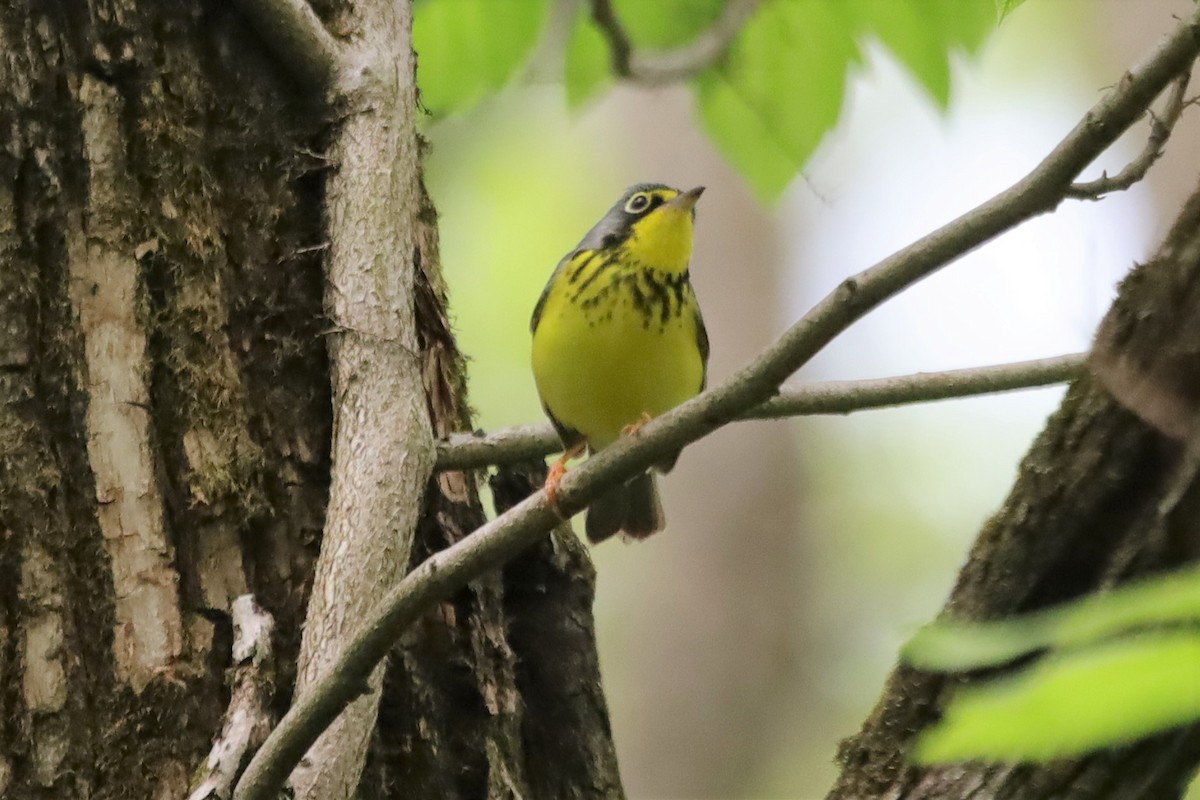 Canada Warbler - ML339411911