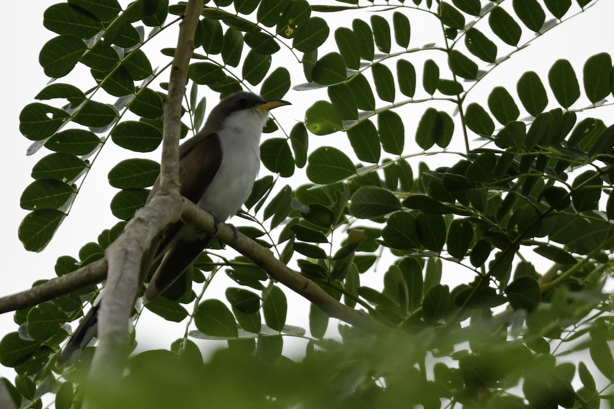 Yellow-billed Cuckoo - ML339413851