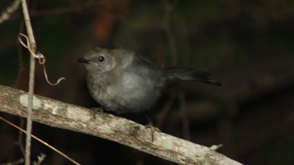 Gray Catbird - ML33941621