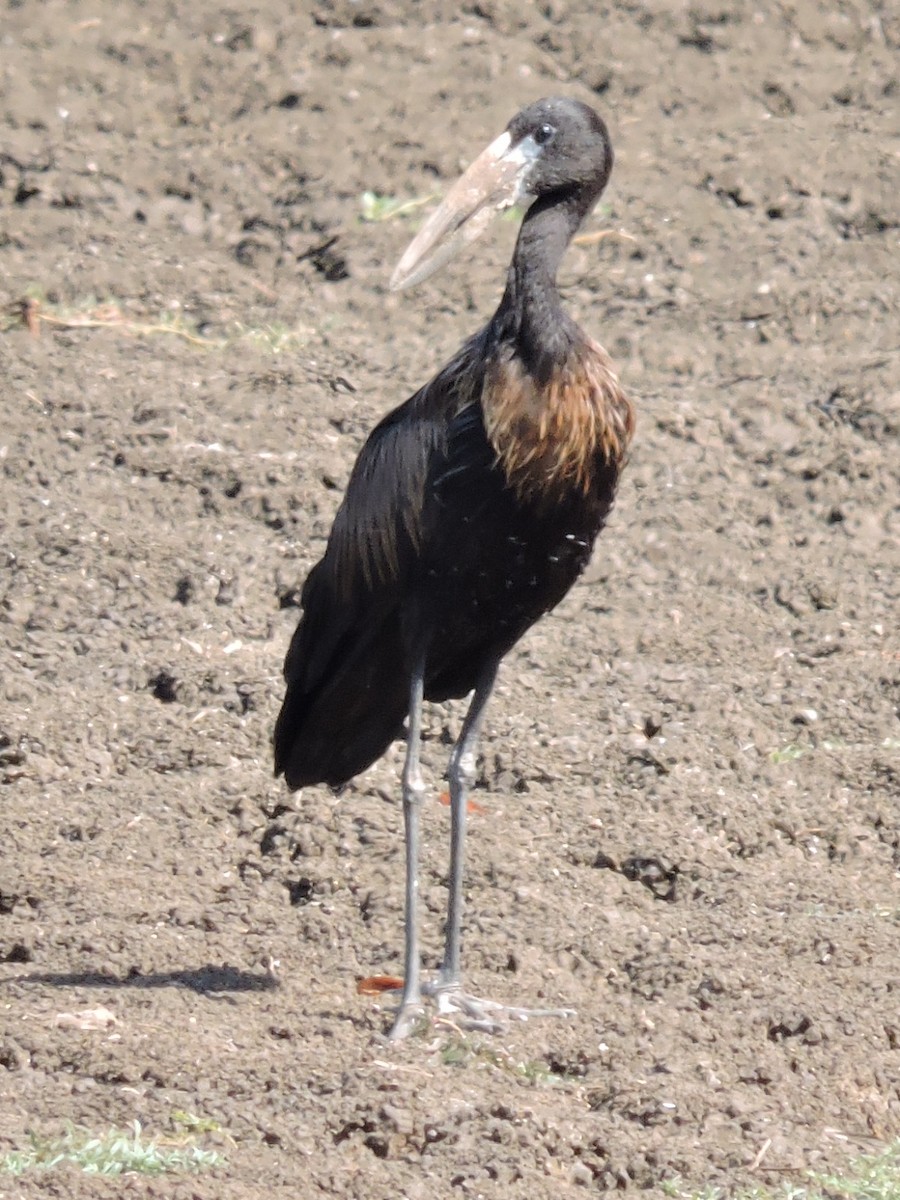 African Openbill - ML339416991