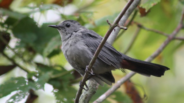 Gray Catbird - ML33941931