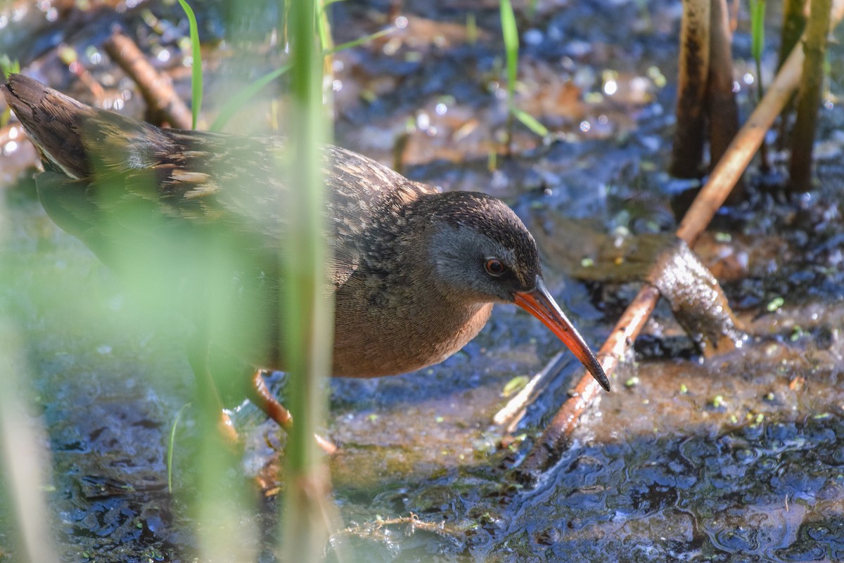 Virginia Rail - ML339420271