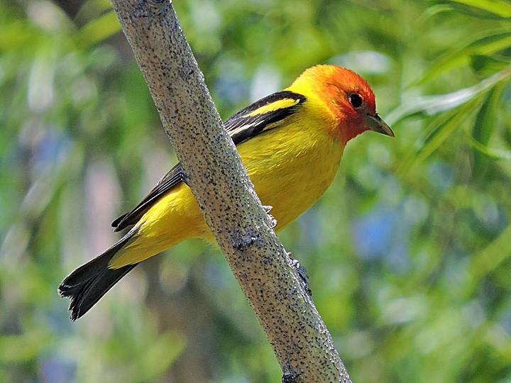 Western Tanager - ML339420731