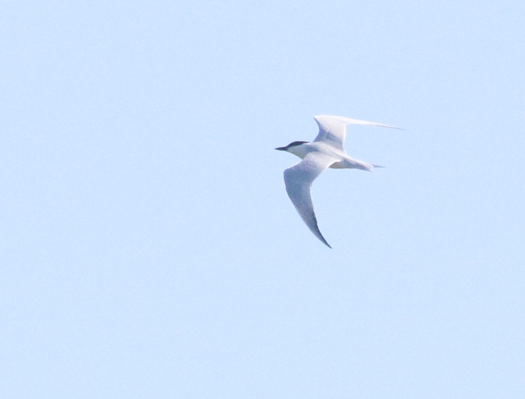 Gull-billed Tern - ML339420791