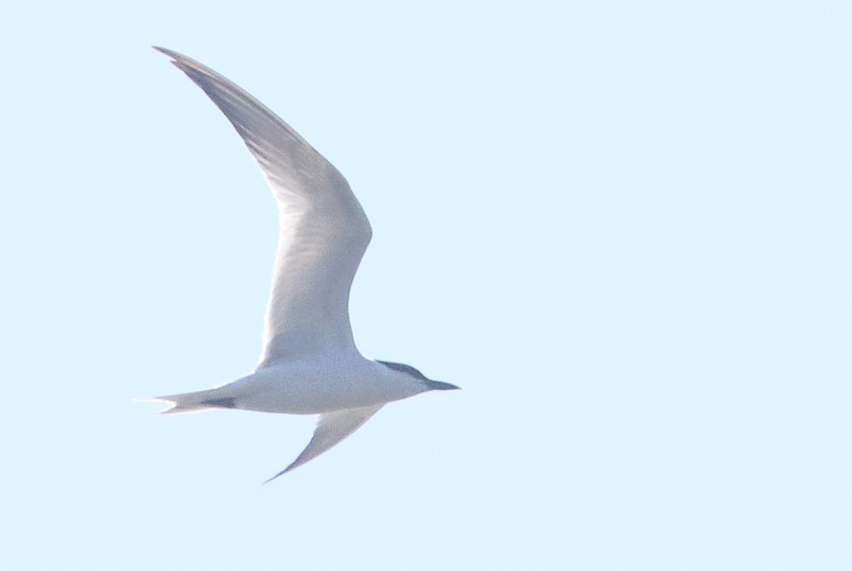 Gull-billed Tern - ML339420841