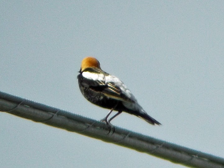 Bobolink - ML339421391