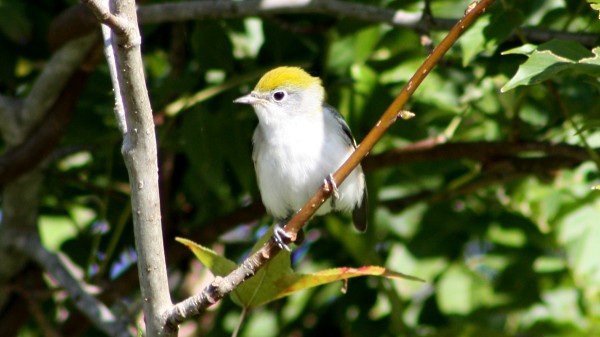 Chestnut-sided Warbler - ML33942171