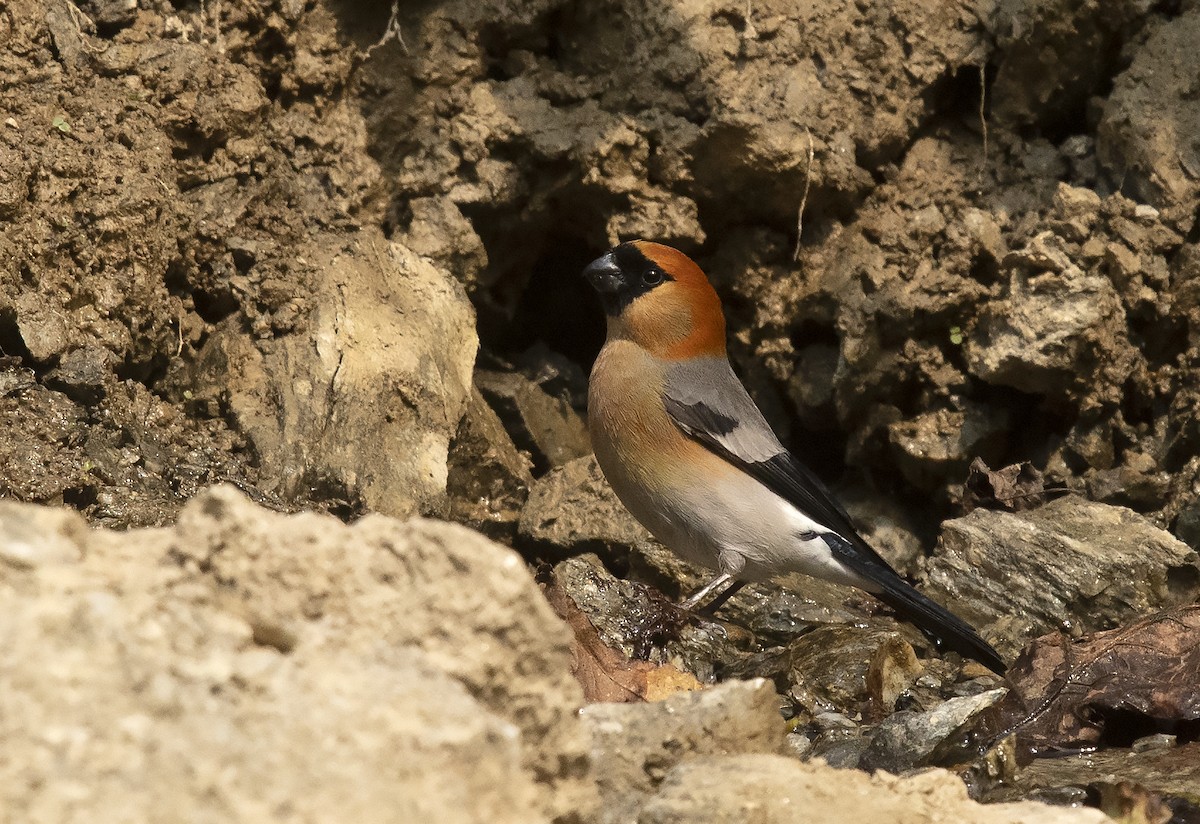 Red-headed Bullfinch - ML339422721