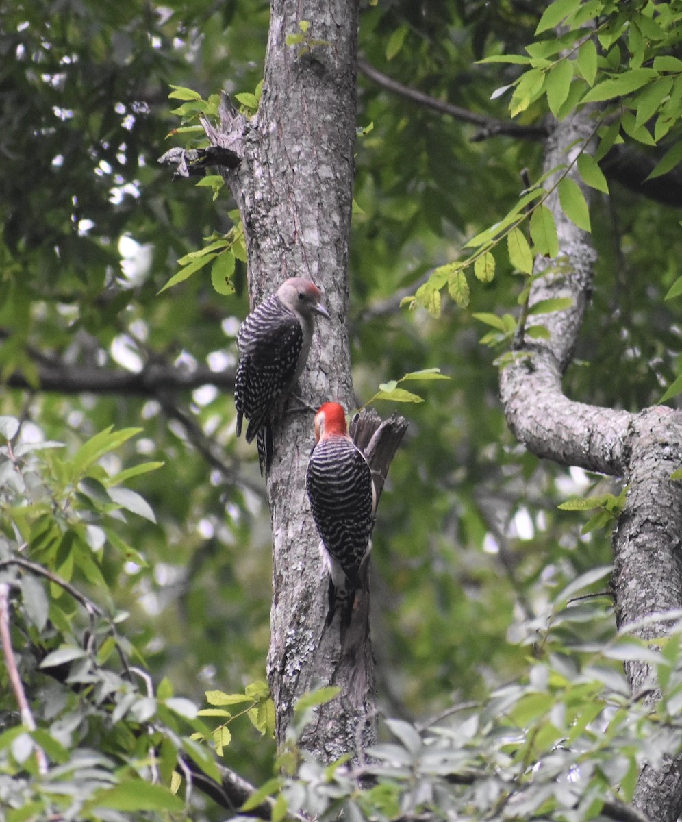 Red-bellied Woodpecker - ML339422861