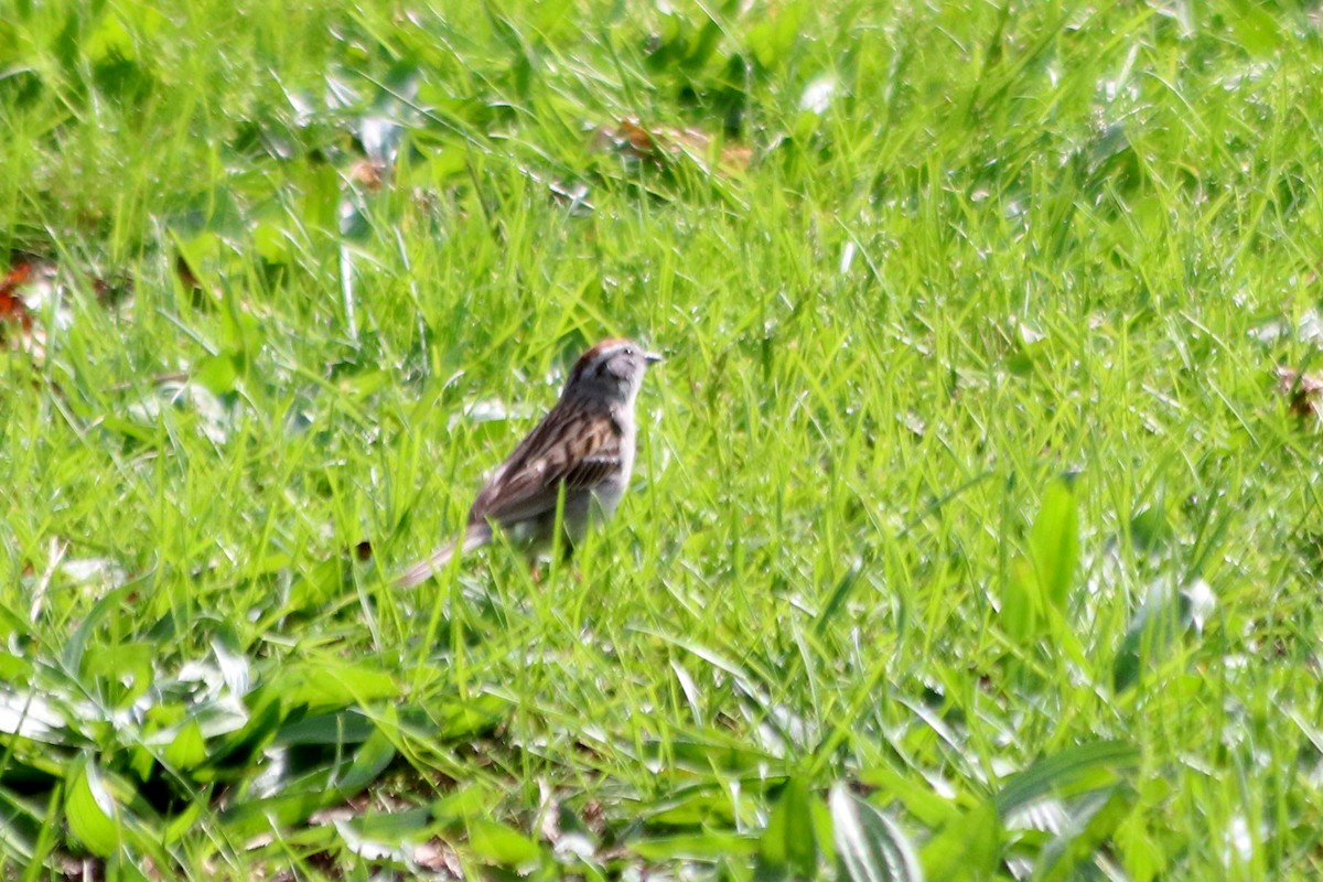 Chipping Sparrow - ML339423411