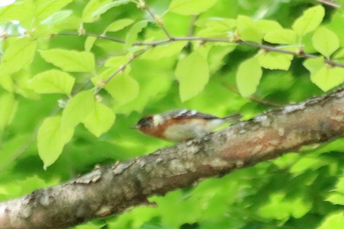 Bay-breasted Warbler - Marty Calabrese