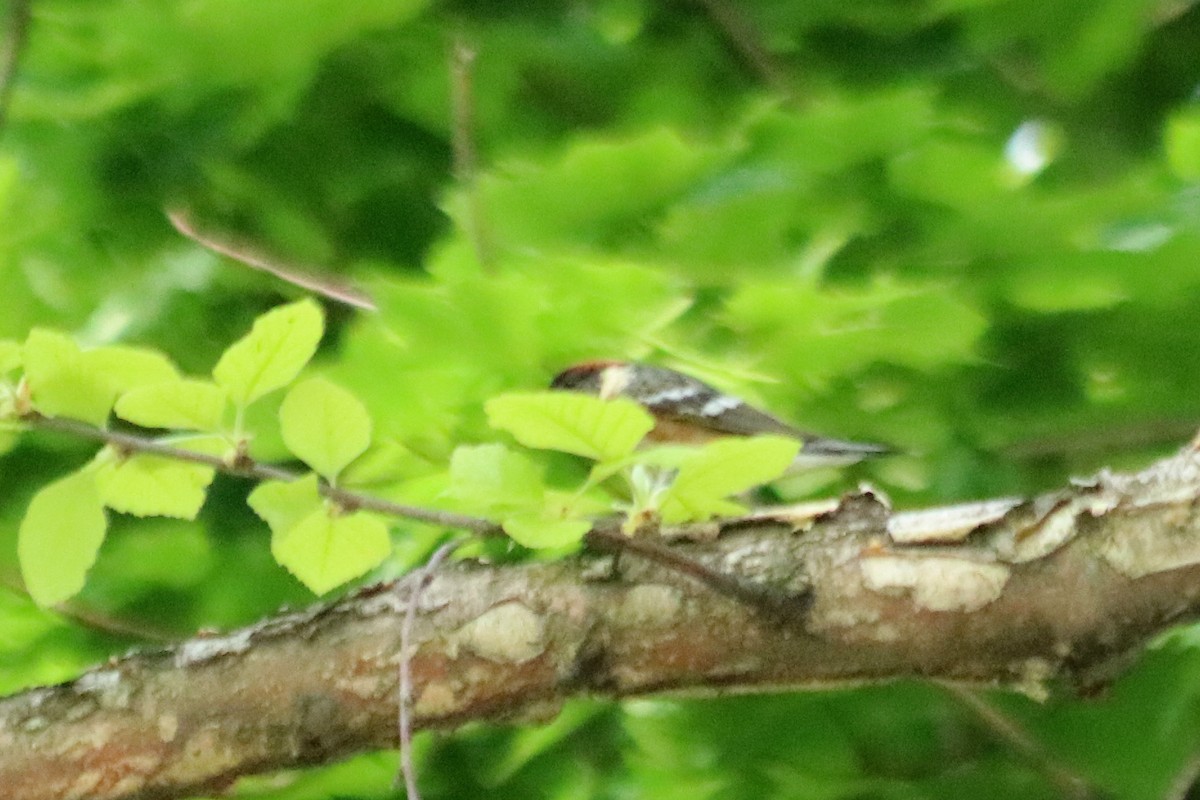 Bay-breasted Warbler - Marty Calabrese