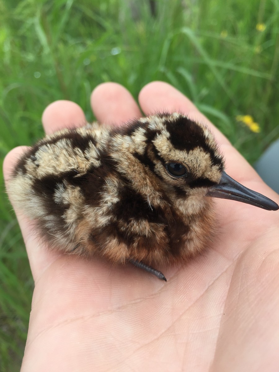 American Woodcock - ML33942421