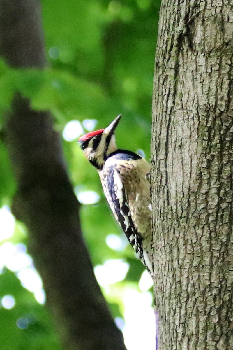 Yellow-bellied Sapsucker - Marty Calabrese