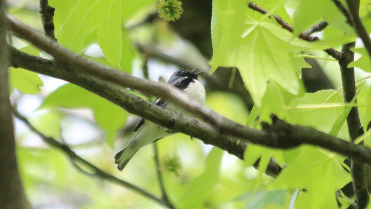 Black-throated Blue Warbler - Marty Calabrese