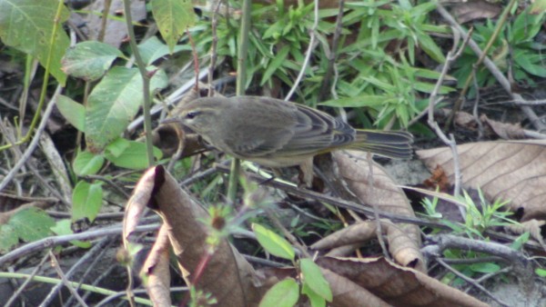 Palm Warbler - ML33942481