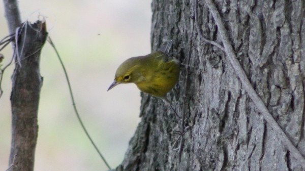 Pine Warbler - ML33942491