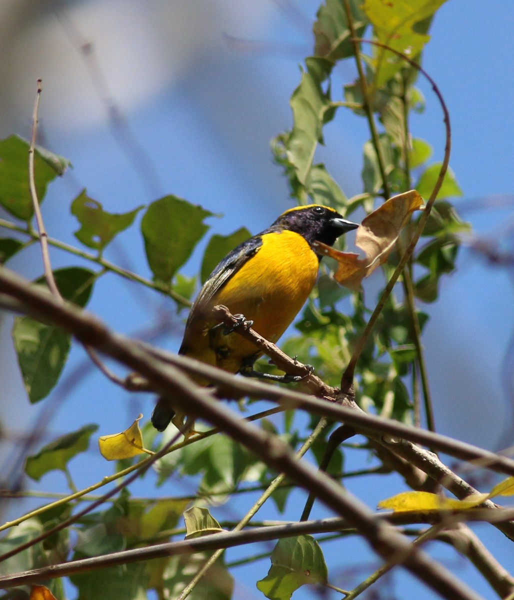 Yellow-crowned Euphonia - Oliver Burton