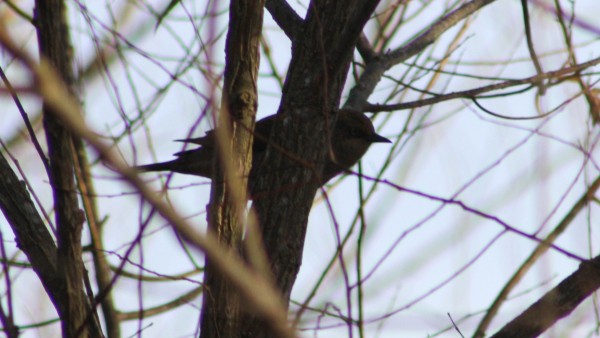 Rusty Blackbird - ML33942781