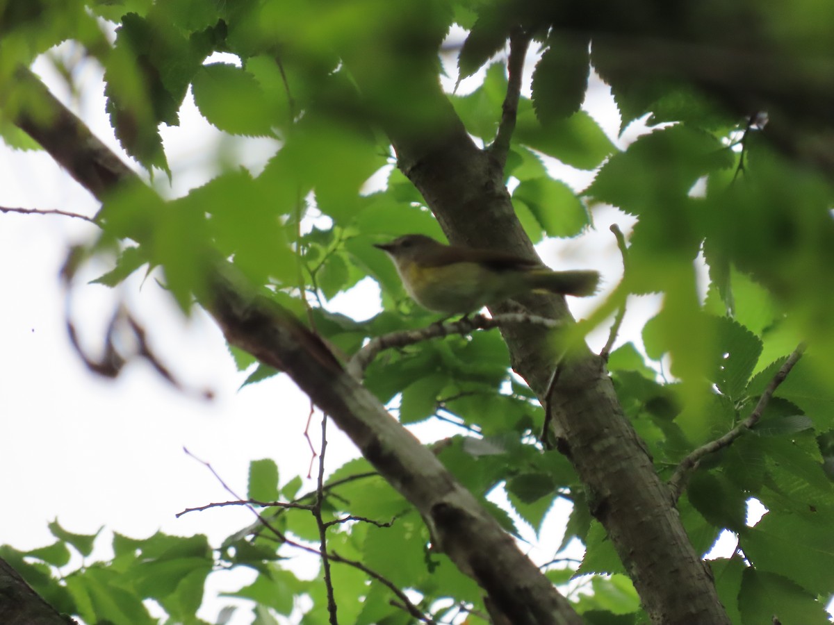 American Redstart - ML339427921