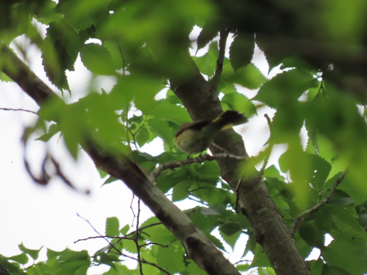 American Redstart - ML339427981