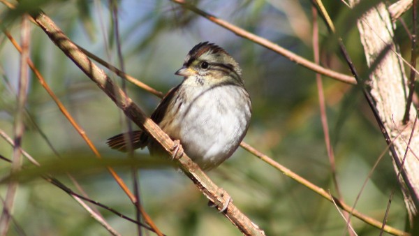 Swamp Sparrow - ML33942841