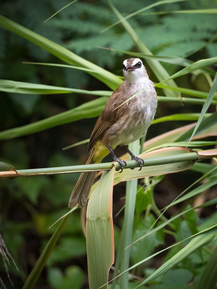 Yellow-vented Bulbul - ML339428421