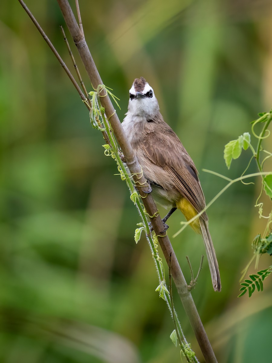 Yellow-vented Bulbul - ML339428481