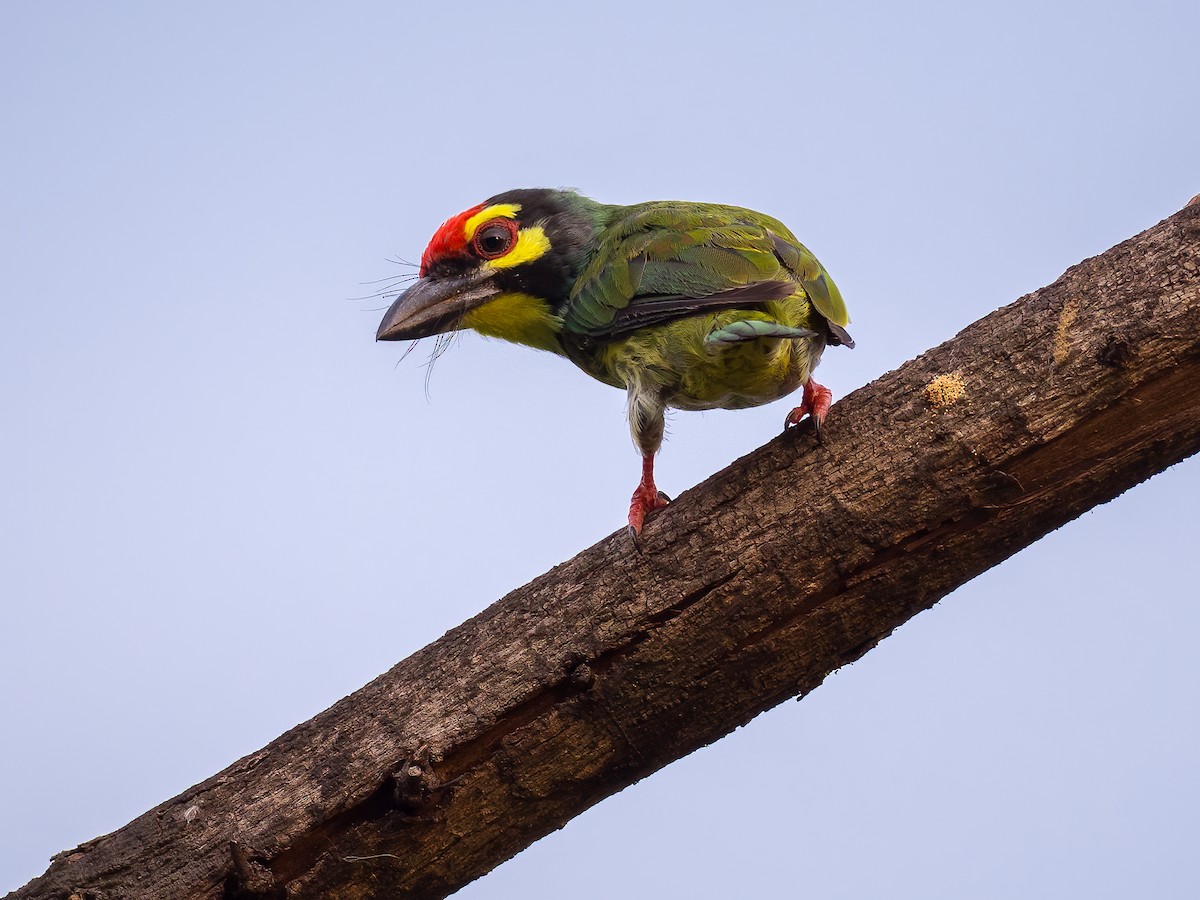 Coppersmith Barbet - ML339428511