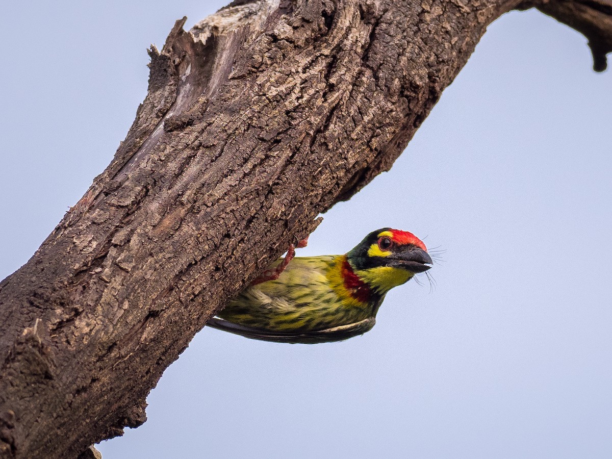 Coppersmith Barbet - ML339428551