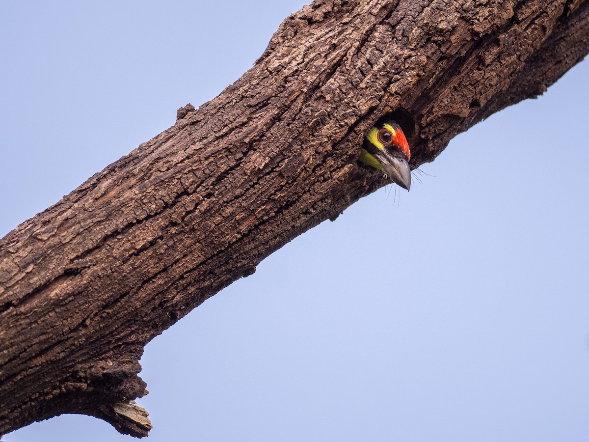 Coppersmith Barbet - ML339428591