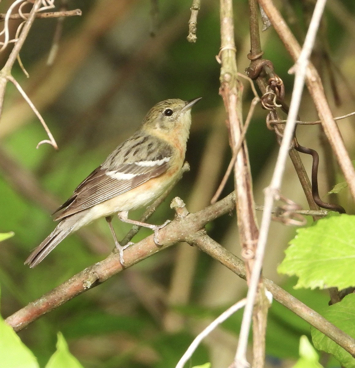 Braunkehl-Waldsänger - ML339428951