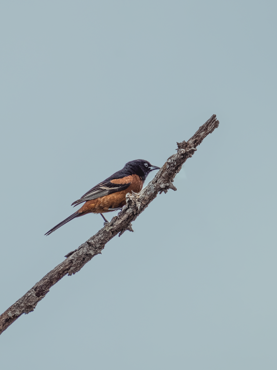 Orchard Oriole - ML339429271