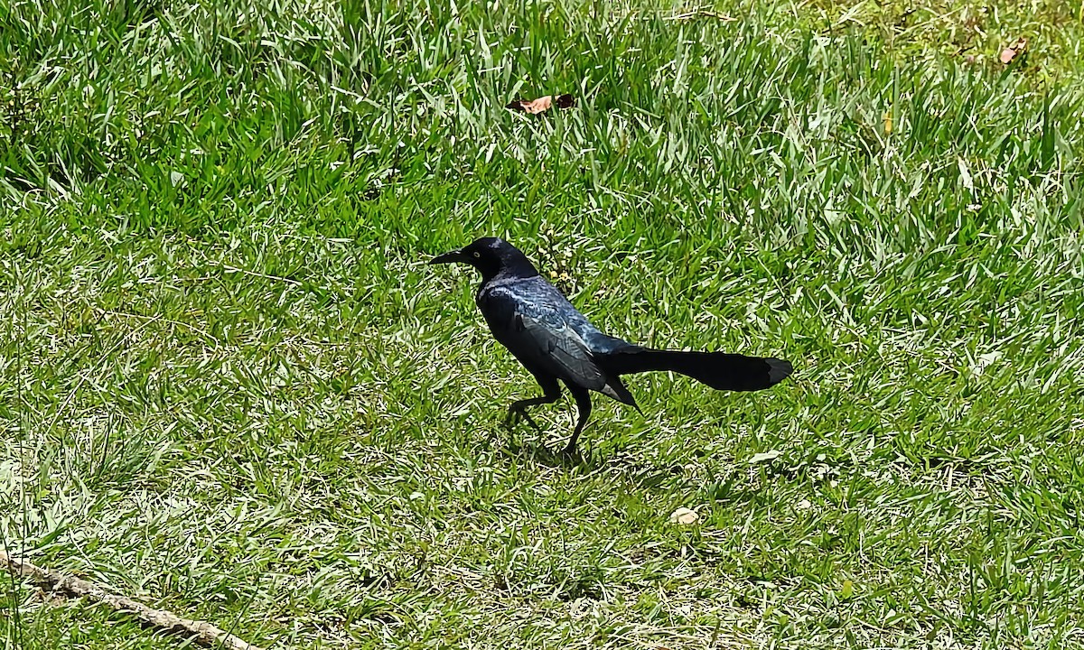 Great-tailed Grackle - ML339429871