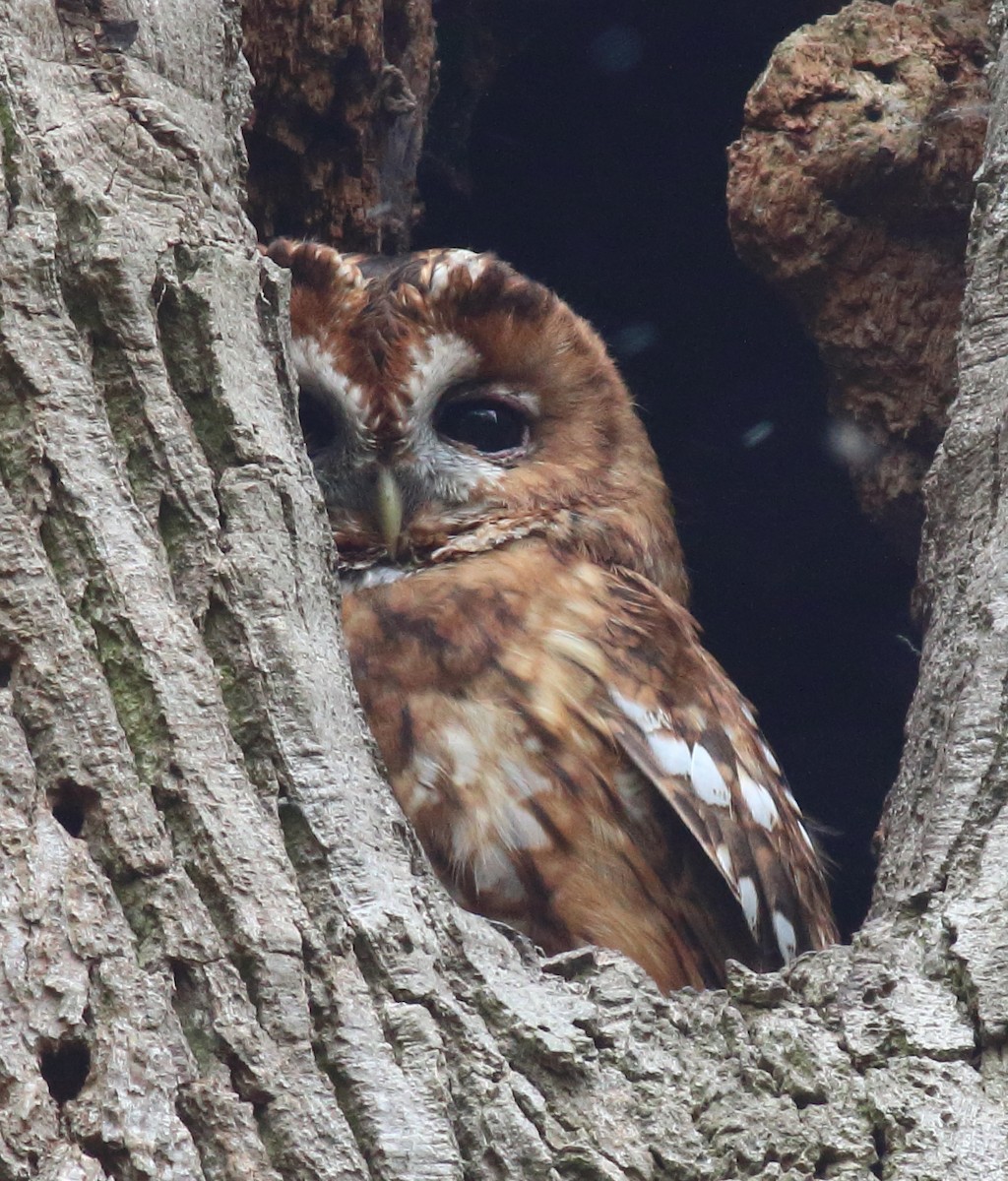 Tawny Owl - ML339429891
