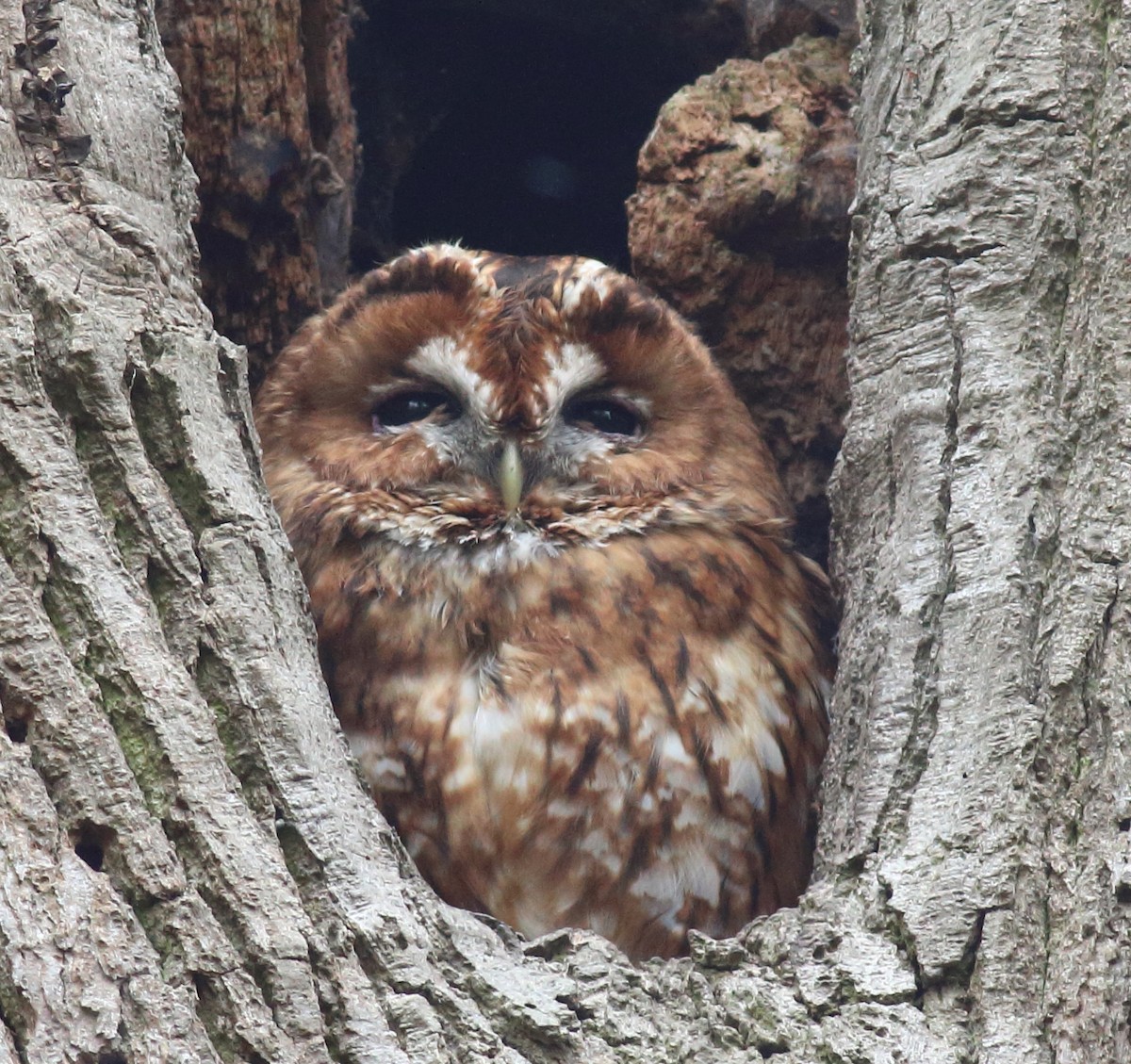 Tawny Owl - ML339429911