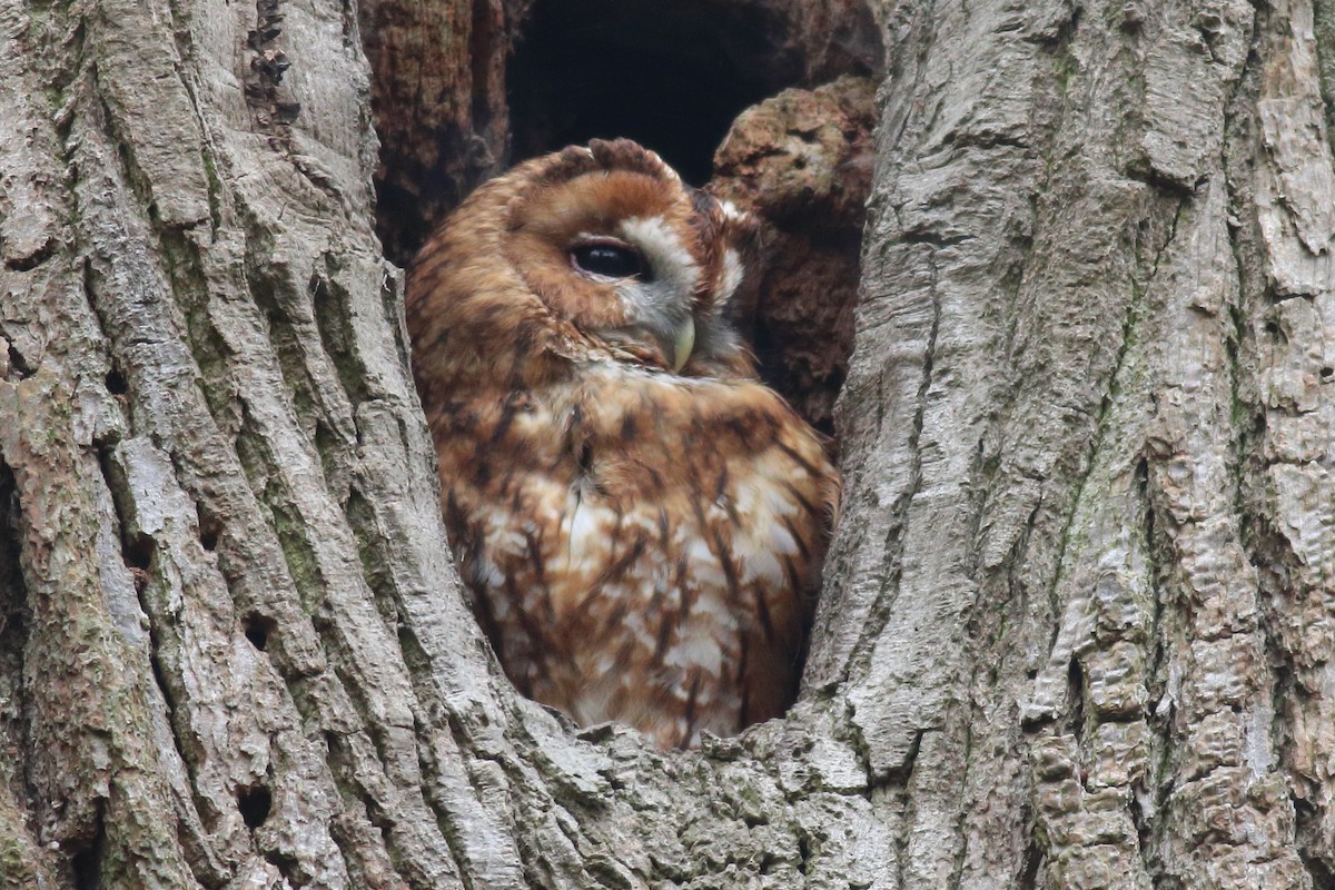 Tawny Owl - ML339429921