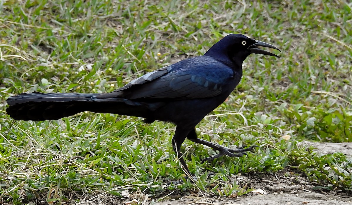 Great-tailed Grackle - ML339430101