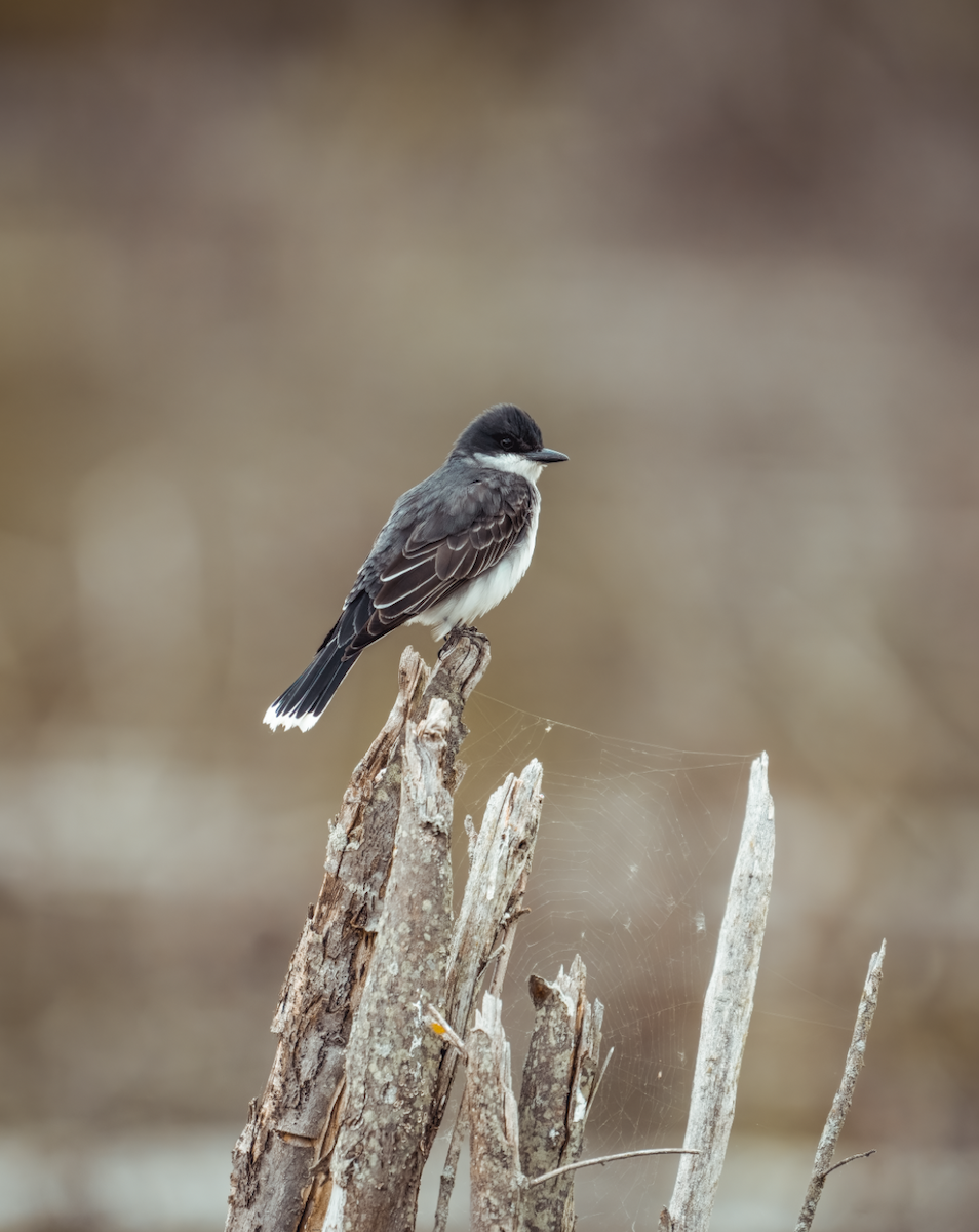 Eastern Kingbird - Walter Ullon