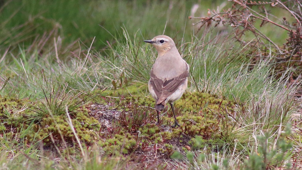 Northern Wheatear (Eurasian) - ML339430301