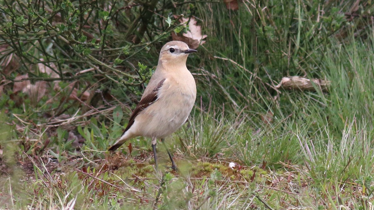 Northern Wheatear (Eurasian) - ML339430311