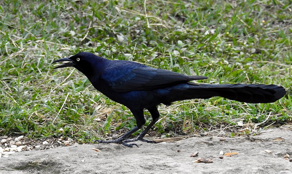 Great-tailed Grackle - ML339430371