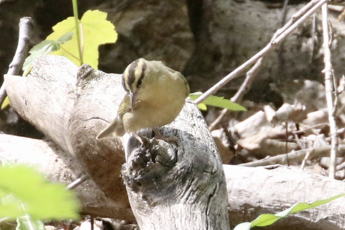 Worm-eating Warbler - ML339430781