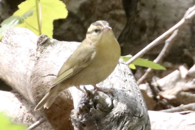 Worm-eating Warbler - ML339430841