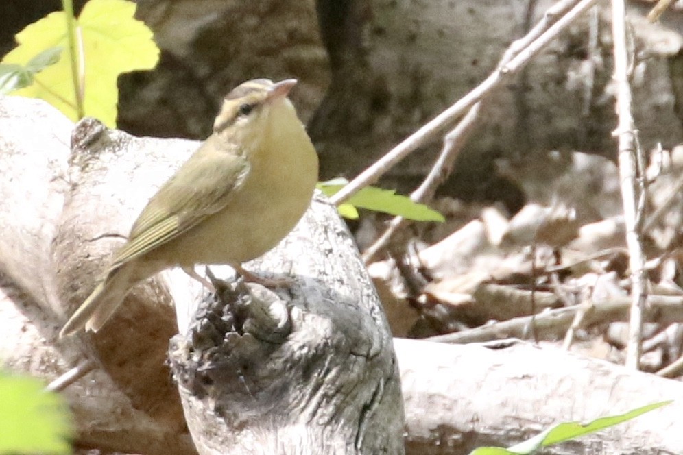 Worm-eating Warbler - ML339430861