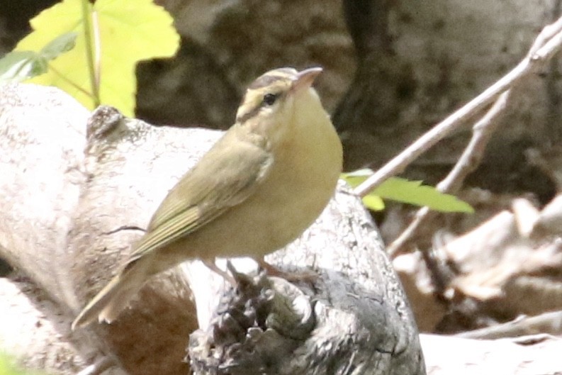 Worm-eating Warbler - ML339430891