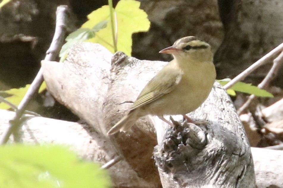 Worm-eating Warbler - ML339430921