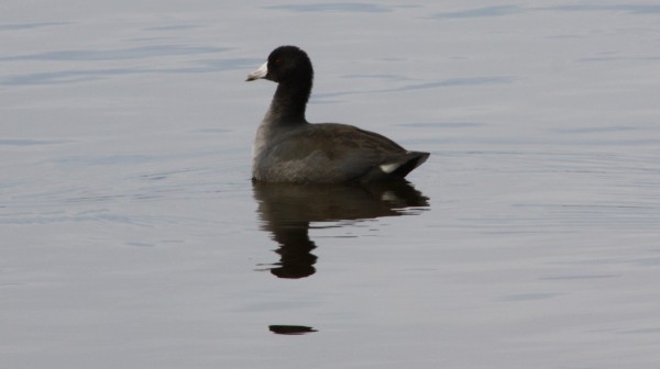 American Coot (Red-shielded) - ML33943211