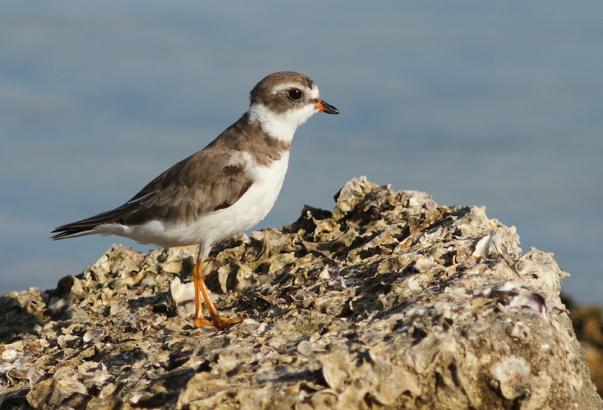 Semipalmated Plover - Vince Capp