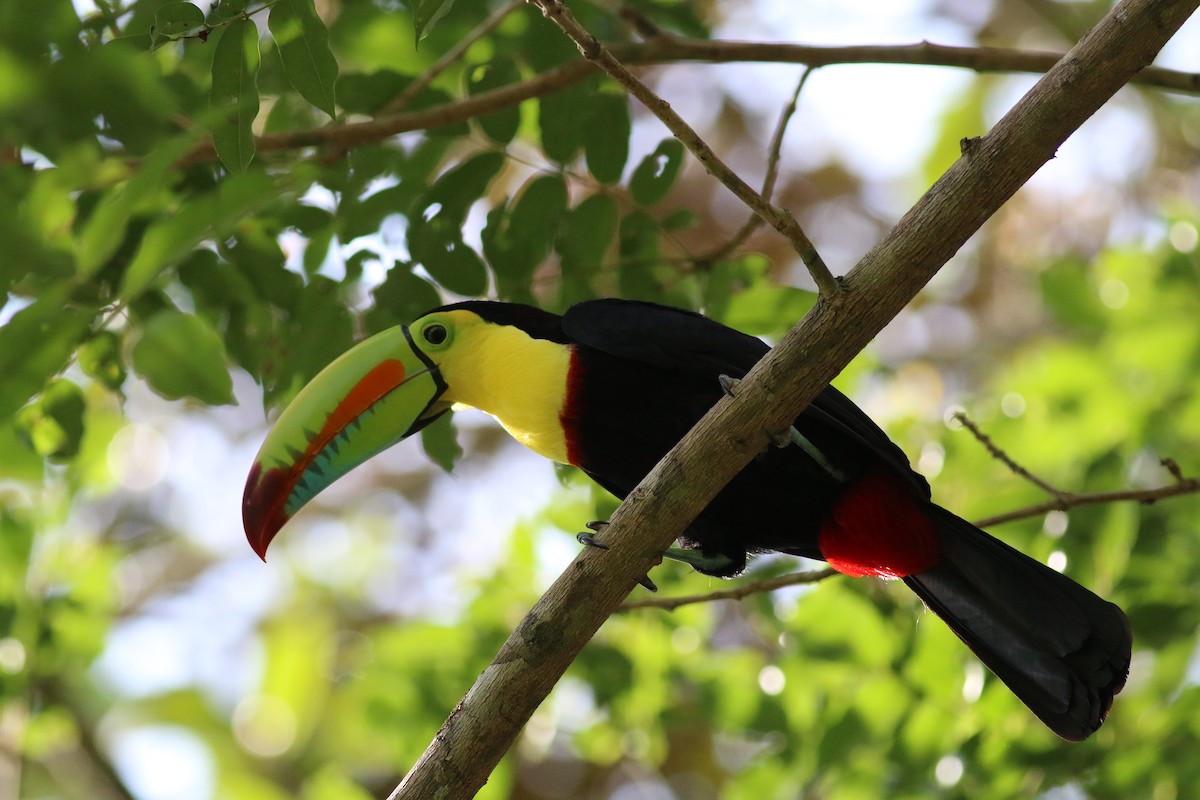 Keel-billed Toucan - ML33943371